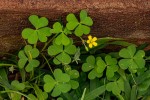 Oxalis corniculata