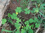 Oxalis corniculata