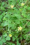 Oxalis corniculata