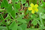 Oxalis corniculata