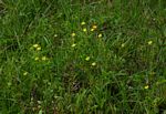 Oxalis corniculata