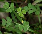 Oxalis corniculata