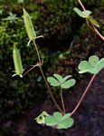 Oxalis corniculata