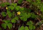 Oxalis corniculata