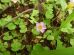 Oxalis obliquifolia