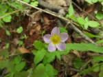 Oxalis obliquifolia