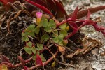 Oxalis obliquifolia