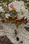 Oxalis obliquifolia