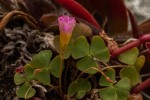 Oxalis obliquifolia