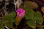 Oxalis obliquifolia