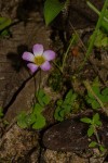 Oxalis obliquifolia