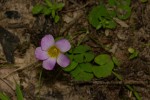 Oxalis obliquifolia