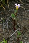 Oxalis obliquifolia