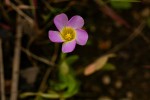 Oxalis obliquifolia