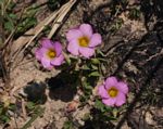 Oxalis obliquifolia