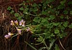 Oxalis obliquifolia