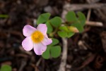 Oxalis obliquifolia