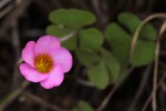 Oxalis obliquifolia