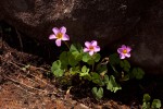 Oxalis obliquifolia