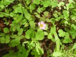 Oxalis obliquifolia