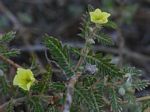 Tribulus terrestris