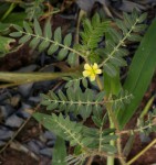 Tribulus terrestris