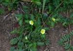 Tribulus terrestris