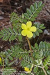 Tribulus terrestris