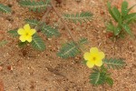 Tribulus terrestris