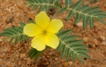 Tribulus terrestris