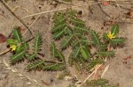 Tribulus terrestris