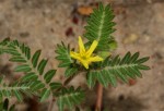 Tribulus terrestris