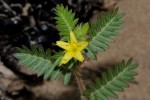 Tribulus terrestris