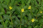 Tribulus terrestris