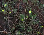 Tribulus terrestris