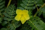 Tribulus terrestris