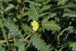 Tribulus terrestris