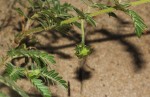 Tribulus terrestris