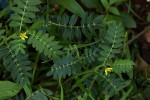 Tribulus terrestris