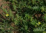 Tribulus terrestris