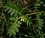 Tribulus terrestris