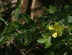 Tribulus terrestris