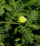 Tribulus terrestris