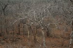 Commiphora edulis subsp. edulis