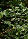 Commiphora edulis subsp. edulis