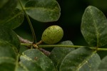 Commiphora edulis subsp. edulis