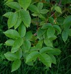 Commiphora karibensis