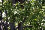 Commiphora karibensis