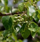 Commiphora mossambicensis