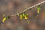 Turraea nilotica